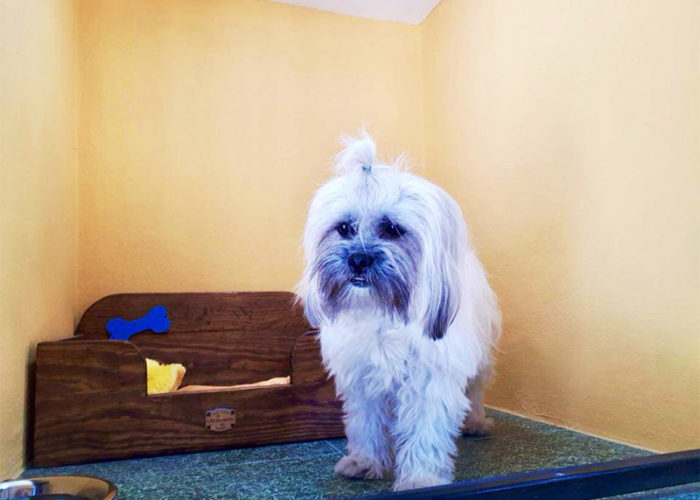 ac-kennels-01