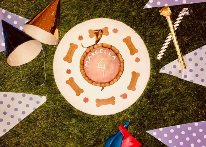 Dog Bakery Aruba Cake Dog Bakery Aruba Cake
